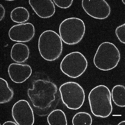 Cell line media