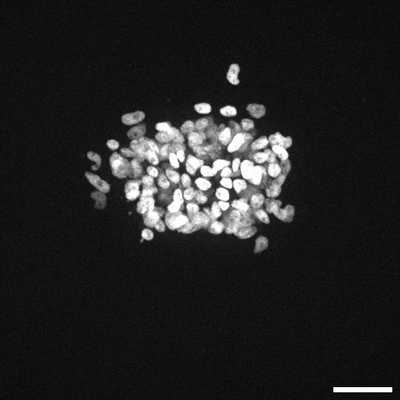 Cell line media