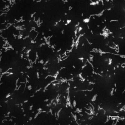 Cell line media