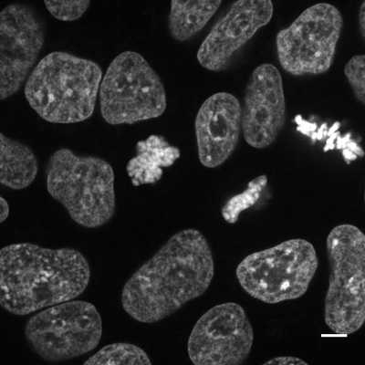 Cell line media